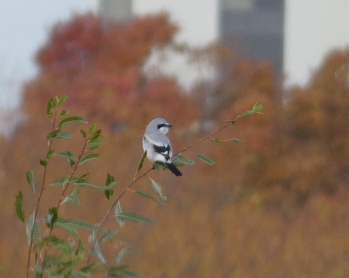 Taigaraubwürger - ML500584181