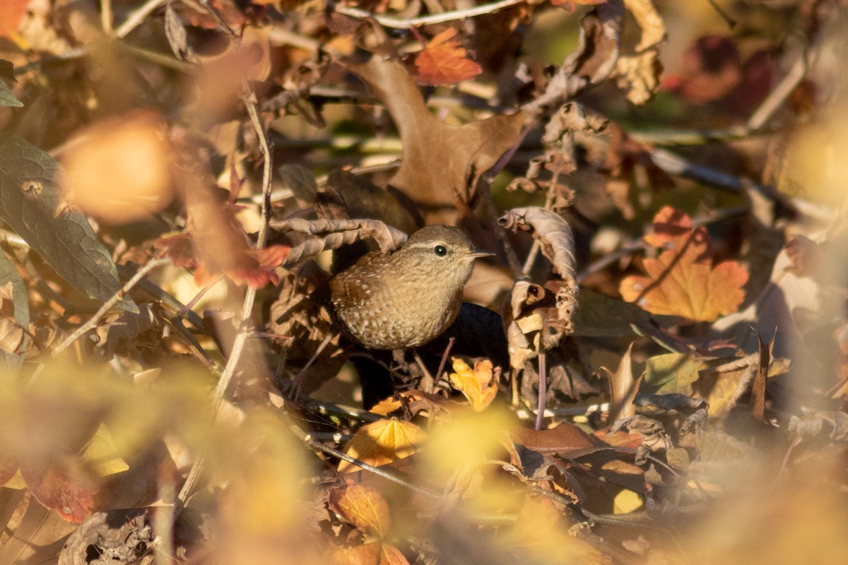 Winter Wren - ML500584401