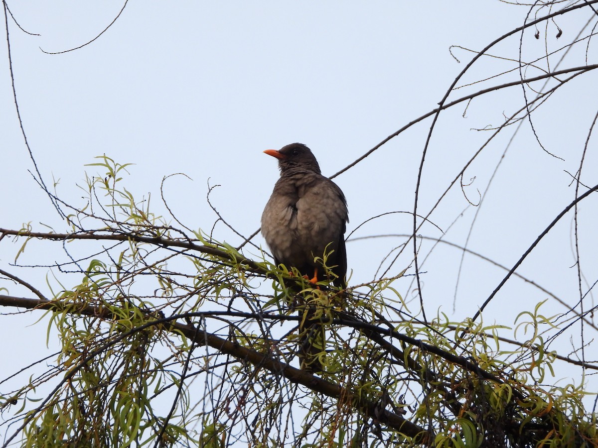 Great Thrush - ML500584731