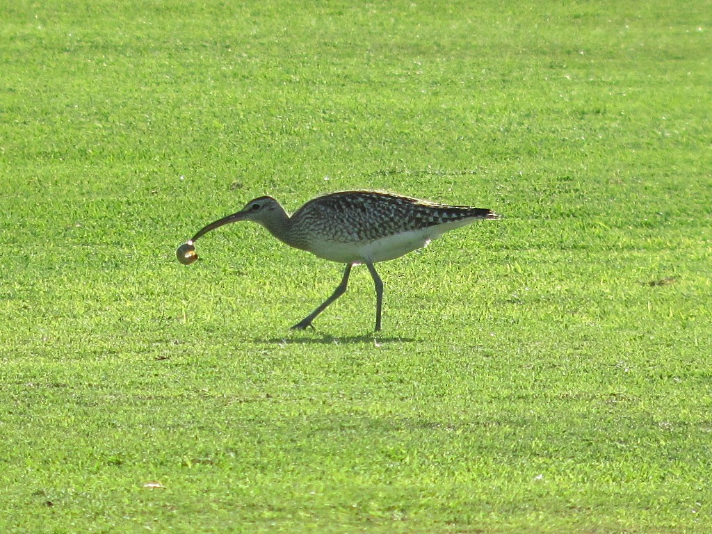 Whimbrel - José Ignacio Dies