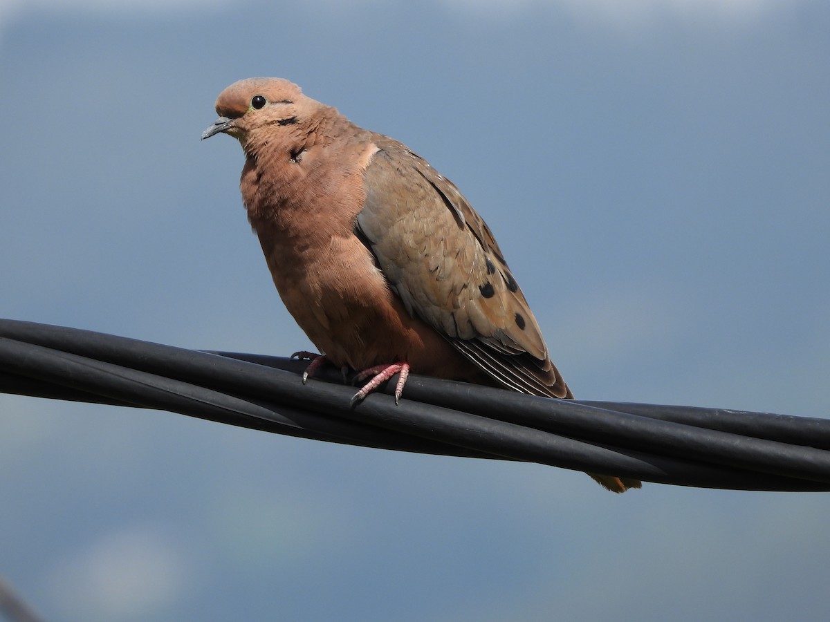 Eared Dove - ML500585211