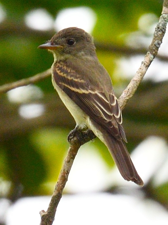 Eastern Wood-Pewee - ML500587251