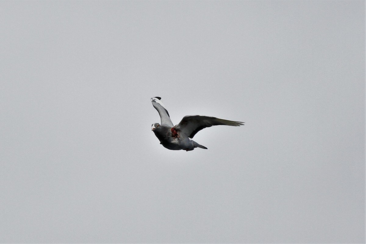 Rock Pigeon (Feral Pigeon) - Jonathan DeBalko