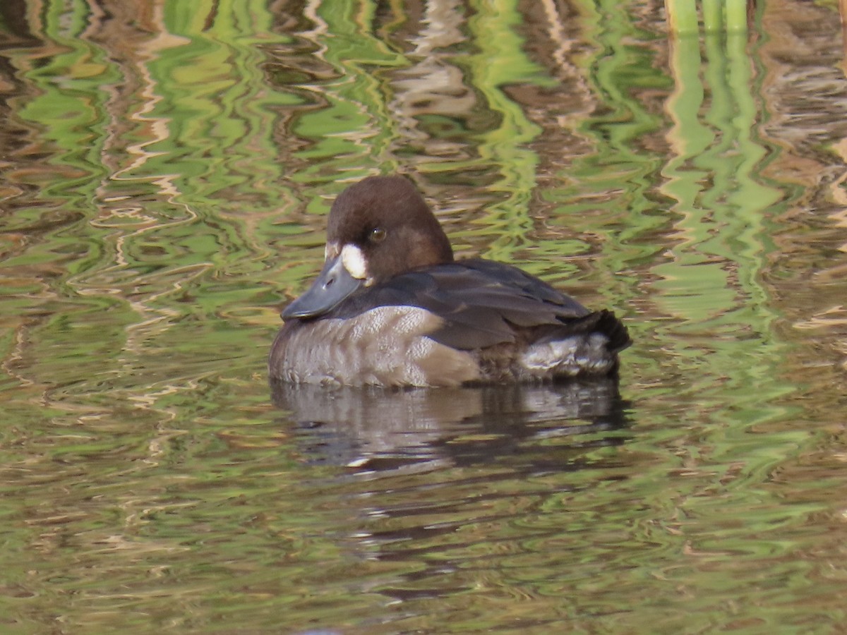 Lesser Scaup - ML500587911