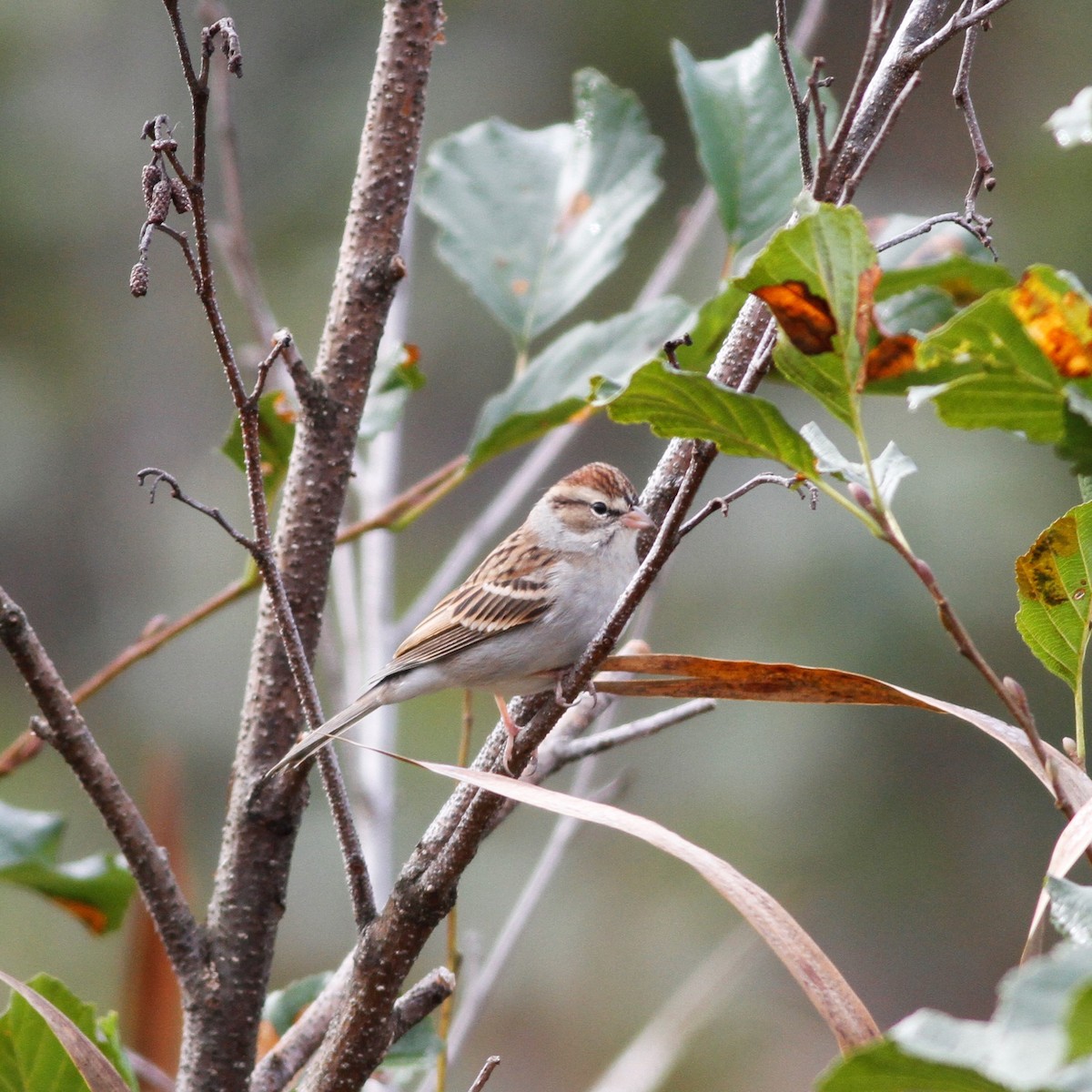 Chipping Sparrow - Jonathan DeBalko