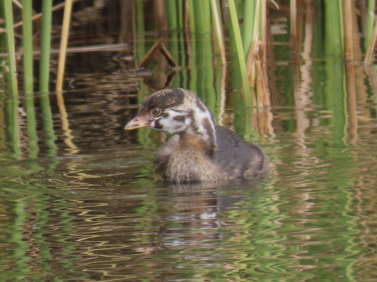 Pied-billed Grebe - Alane Gray