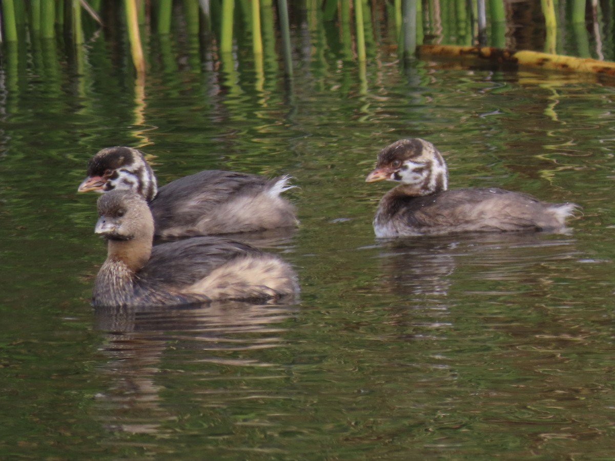 Pied-billed Grebe - ML500588731