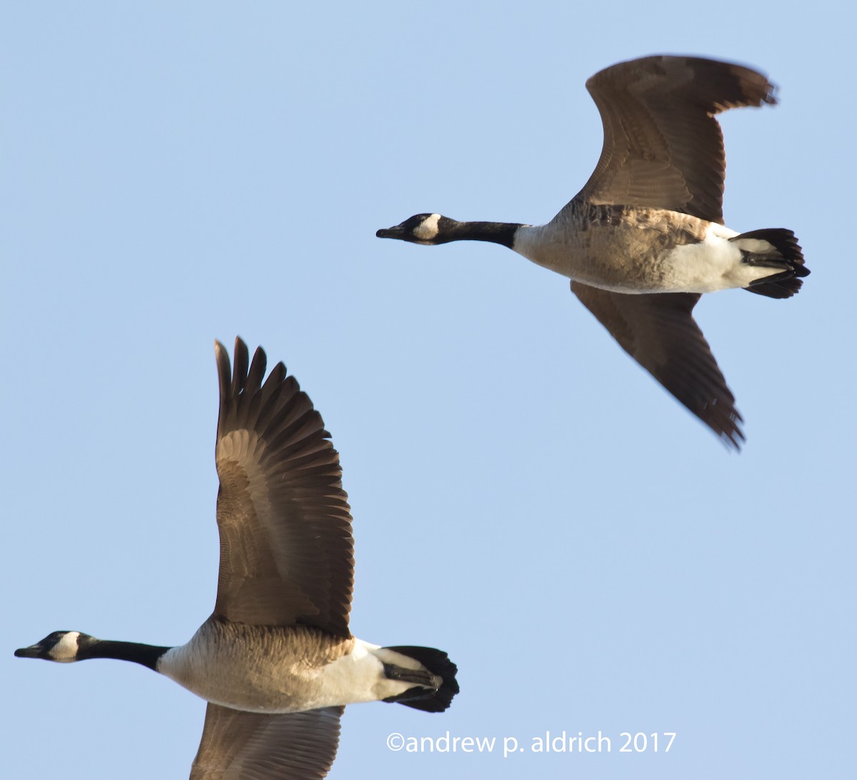 Canada Goose - andrew aldrich