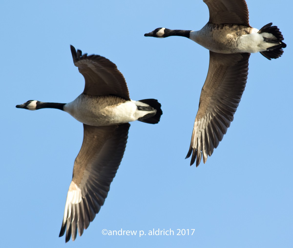 Canada Goose - andrew aldrich