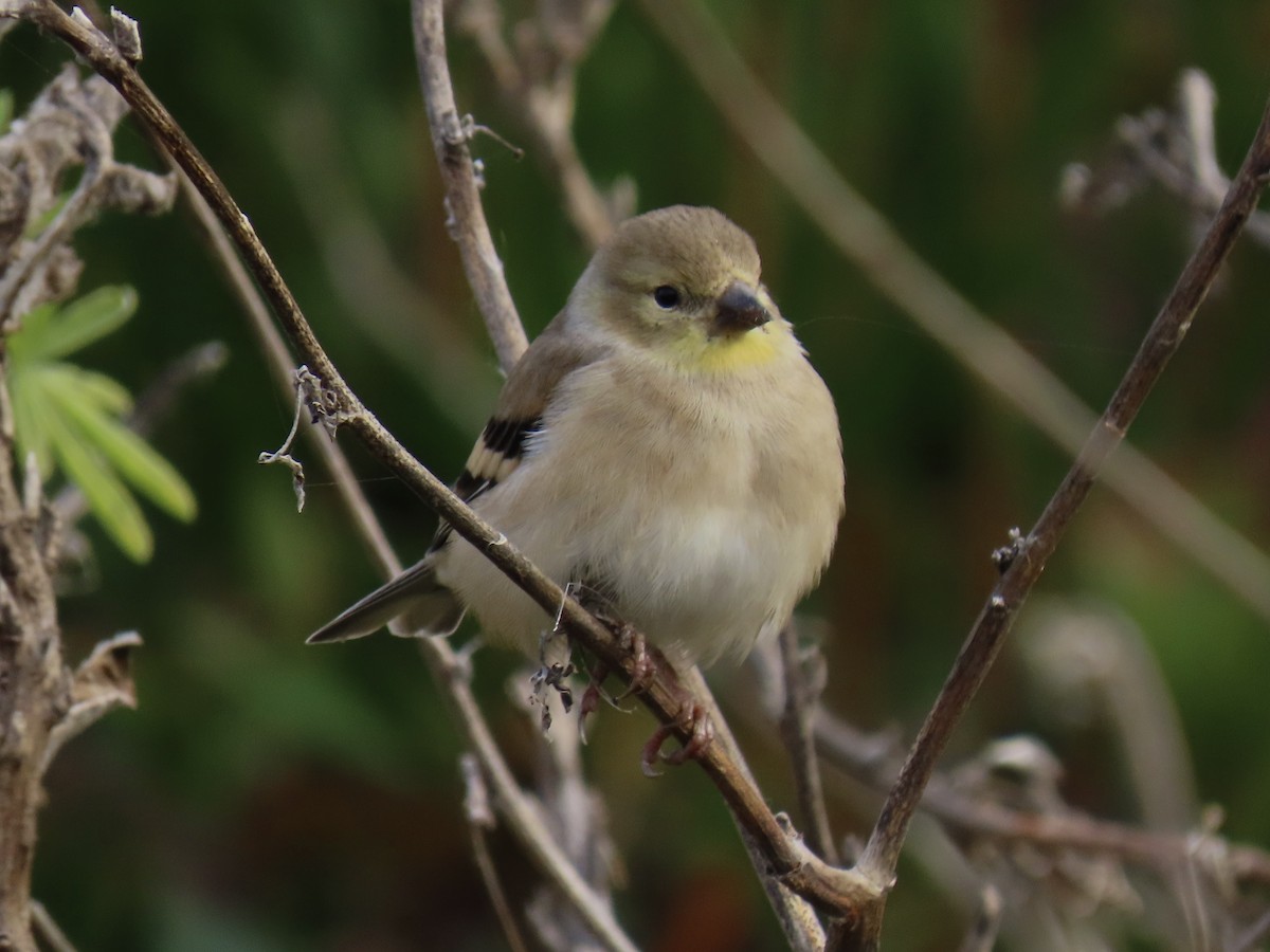 American Goldfinch - ML500589151