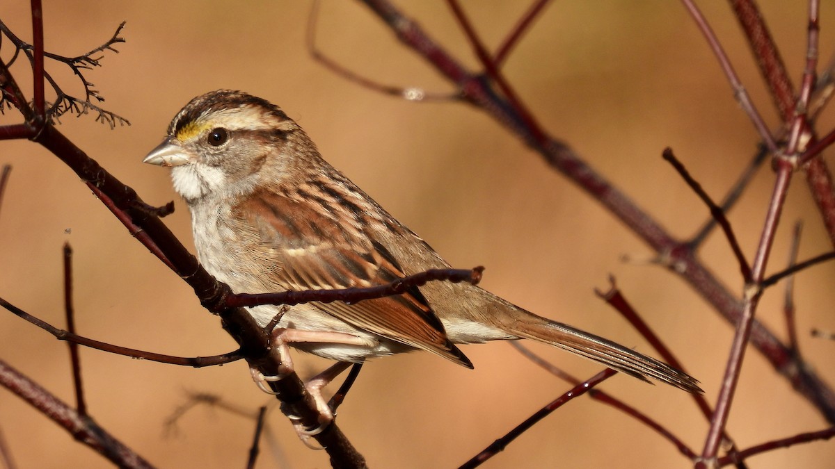 White-throated Sparrow - ML500589161