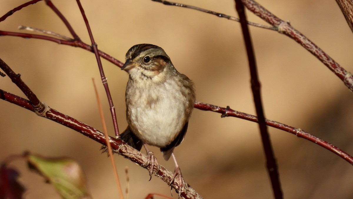 Swamp Sparrow - ML500589181