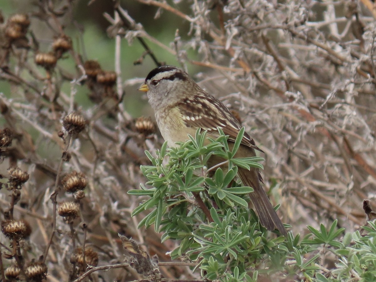 White-crowned Sparrow - Alane Gray