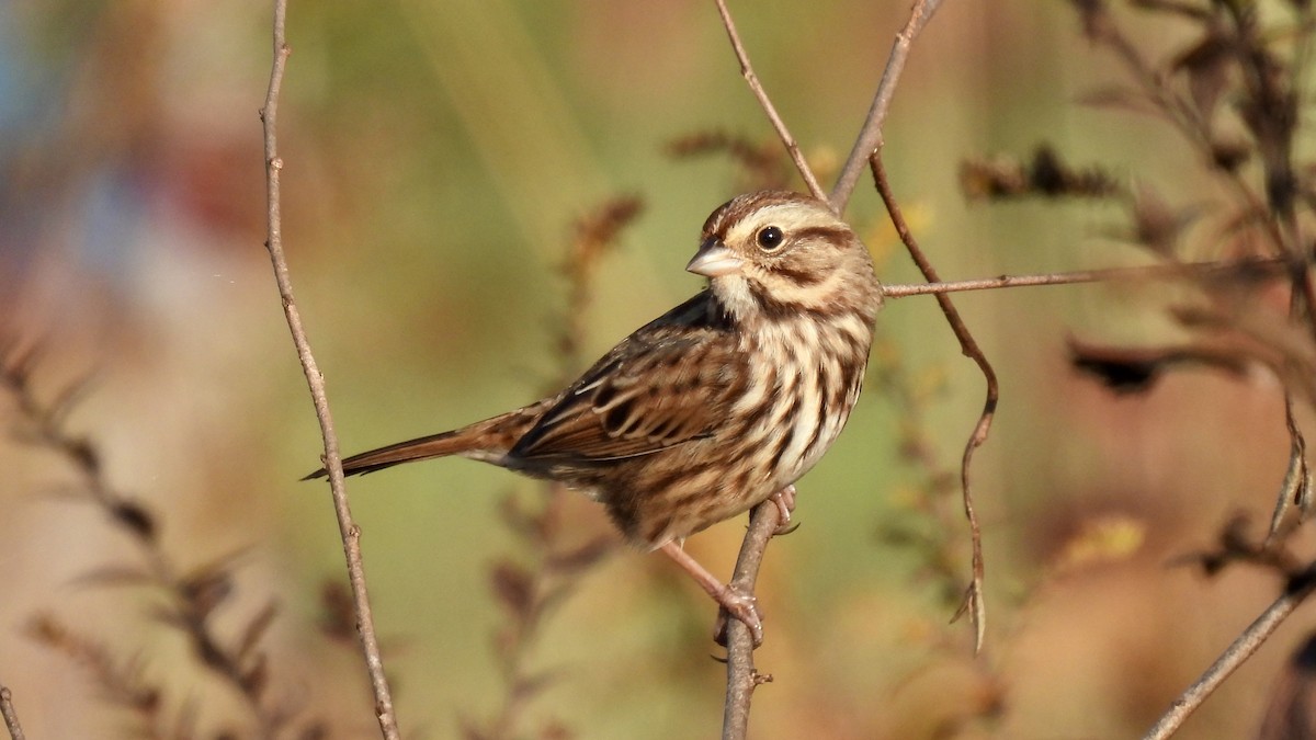 Song Sparrow - ML500589221