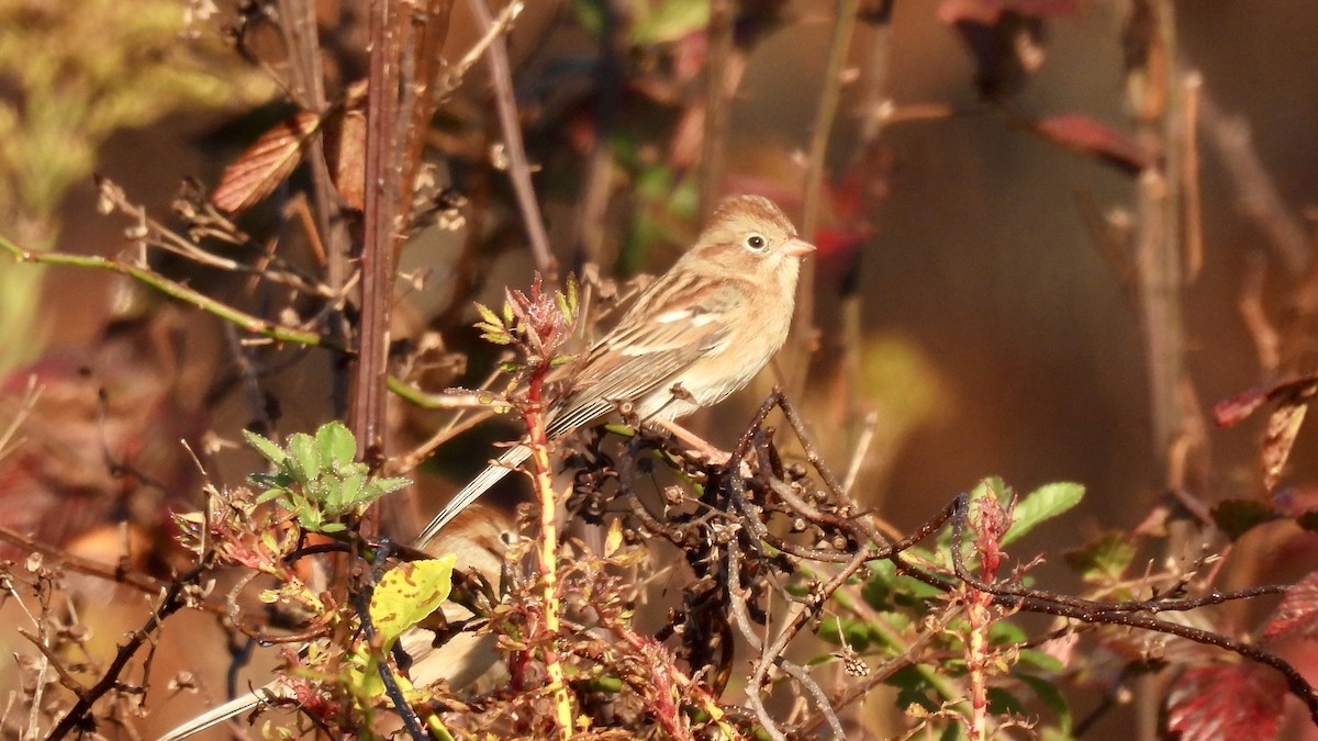 Field Sparrow - ML500589241
