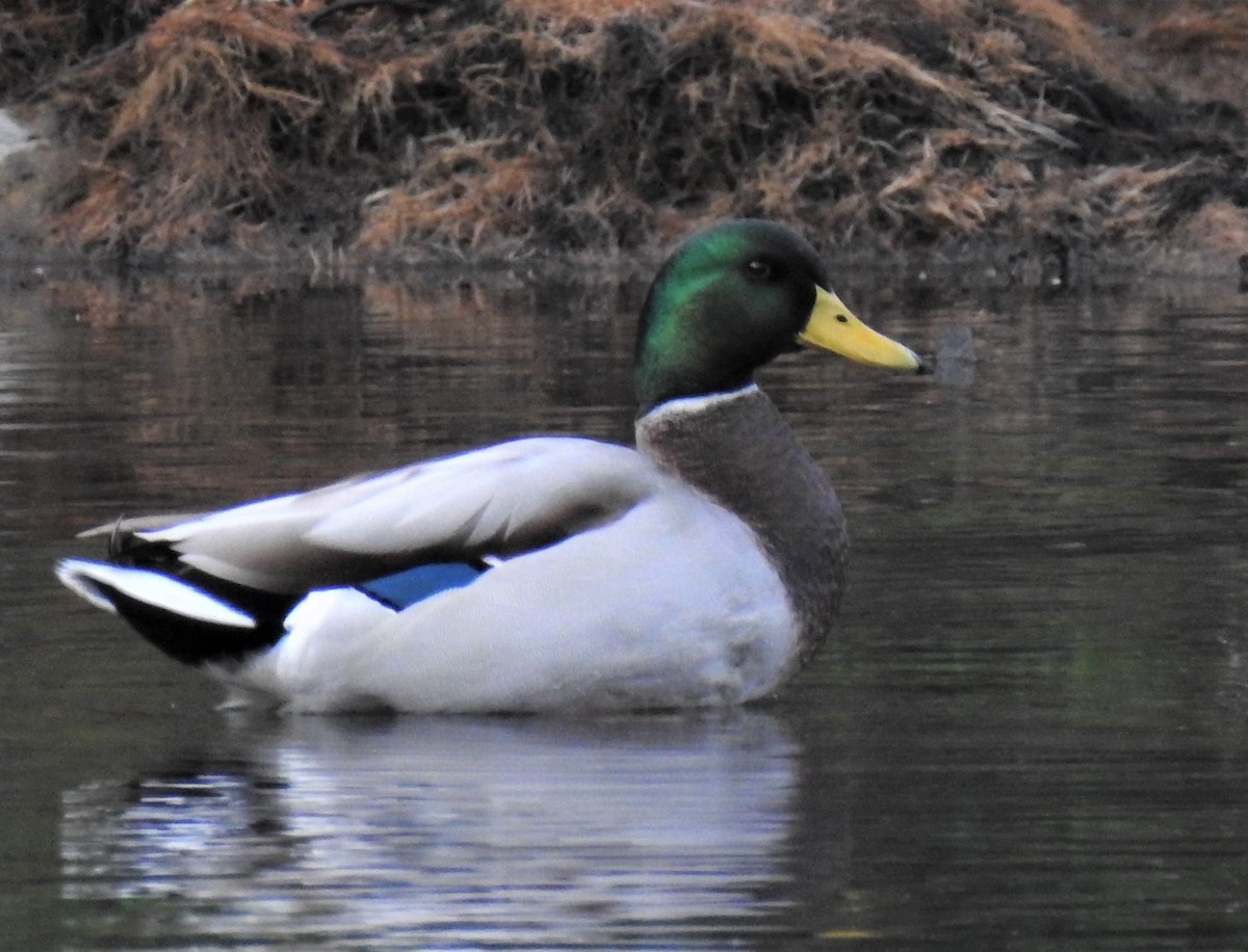 Mallard - ML500589781