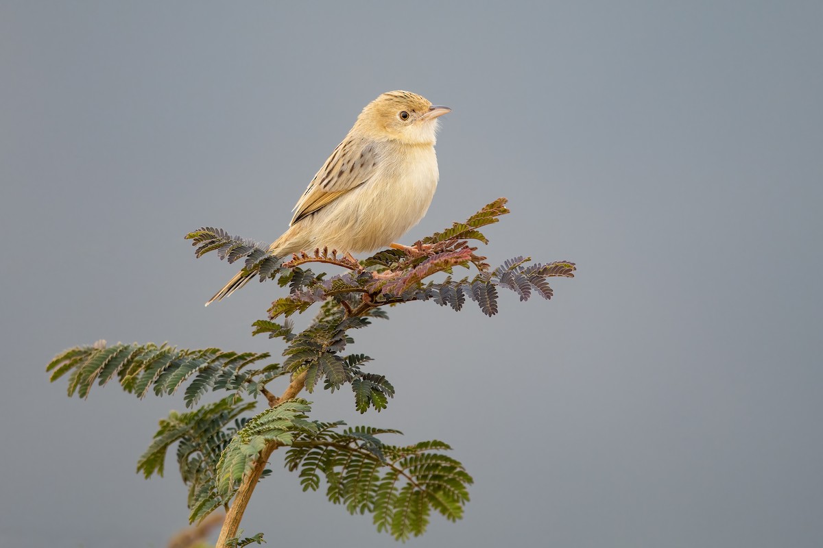 Rattling Cisticola - ML500591511