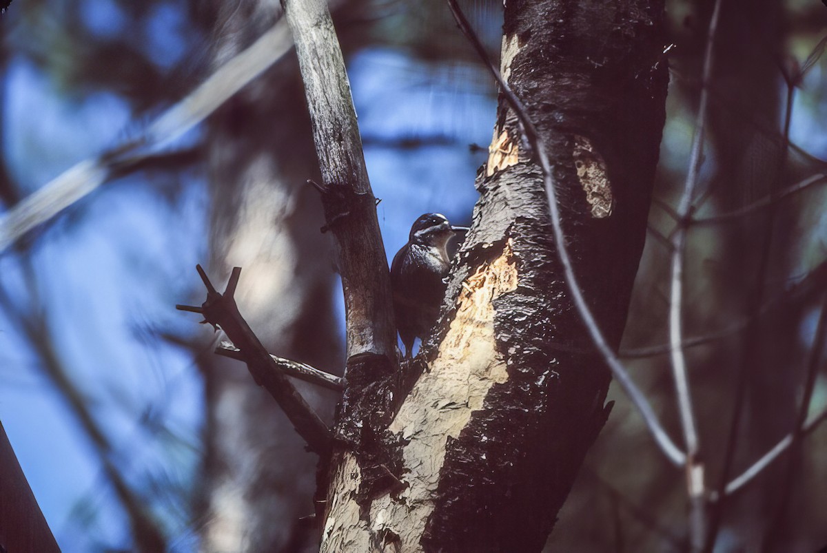 Black-backed Woodpecker - ML500592081