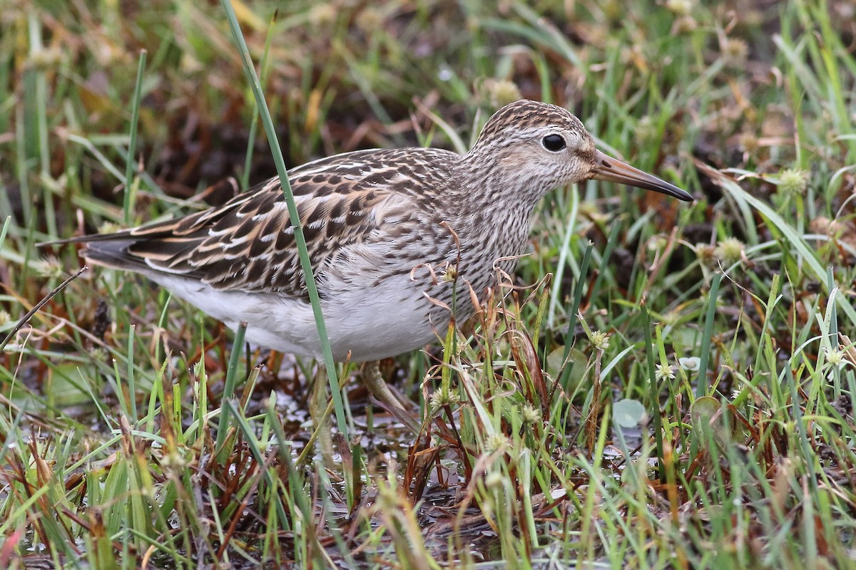 Pectoral Sandpiper - ML500594651