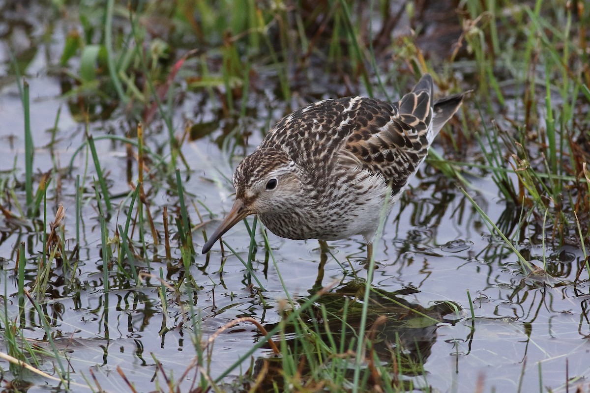 Pectoral Sandpiper - ML500594671