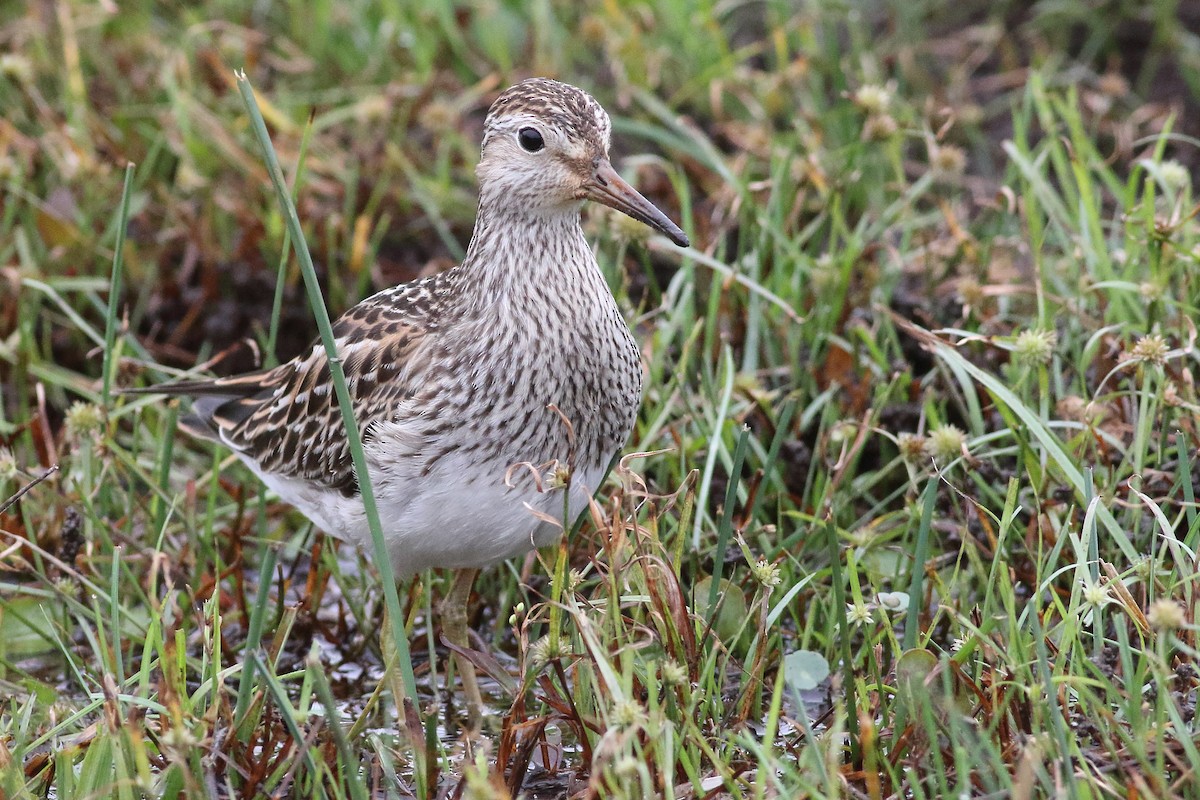 Pectoral Sandpiper - ML500594691