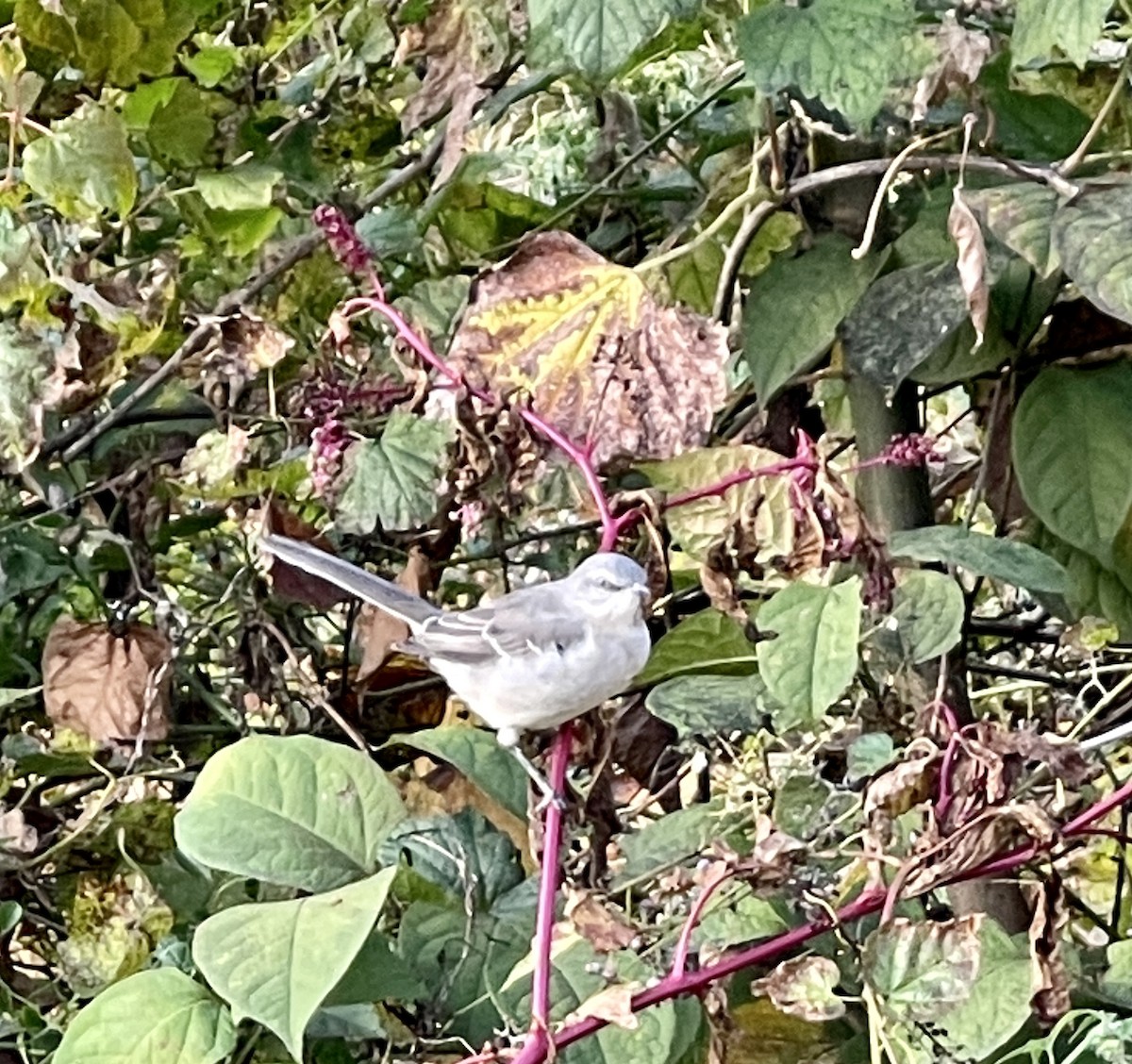 Northern Mockingbird - ML500595031