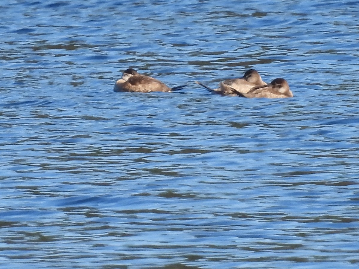 Ruddy Duck - ML500595681