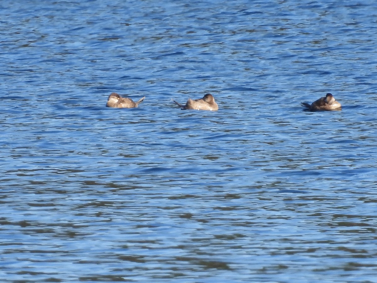 Ruddy Duck - ML500595691