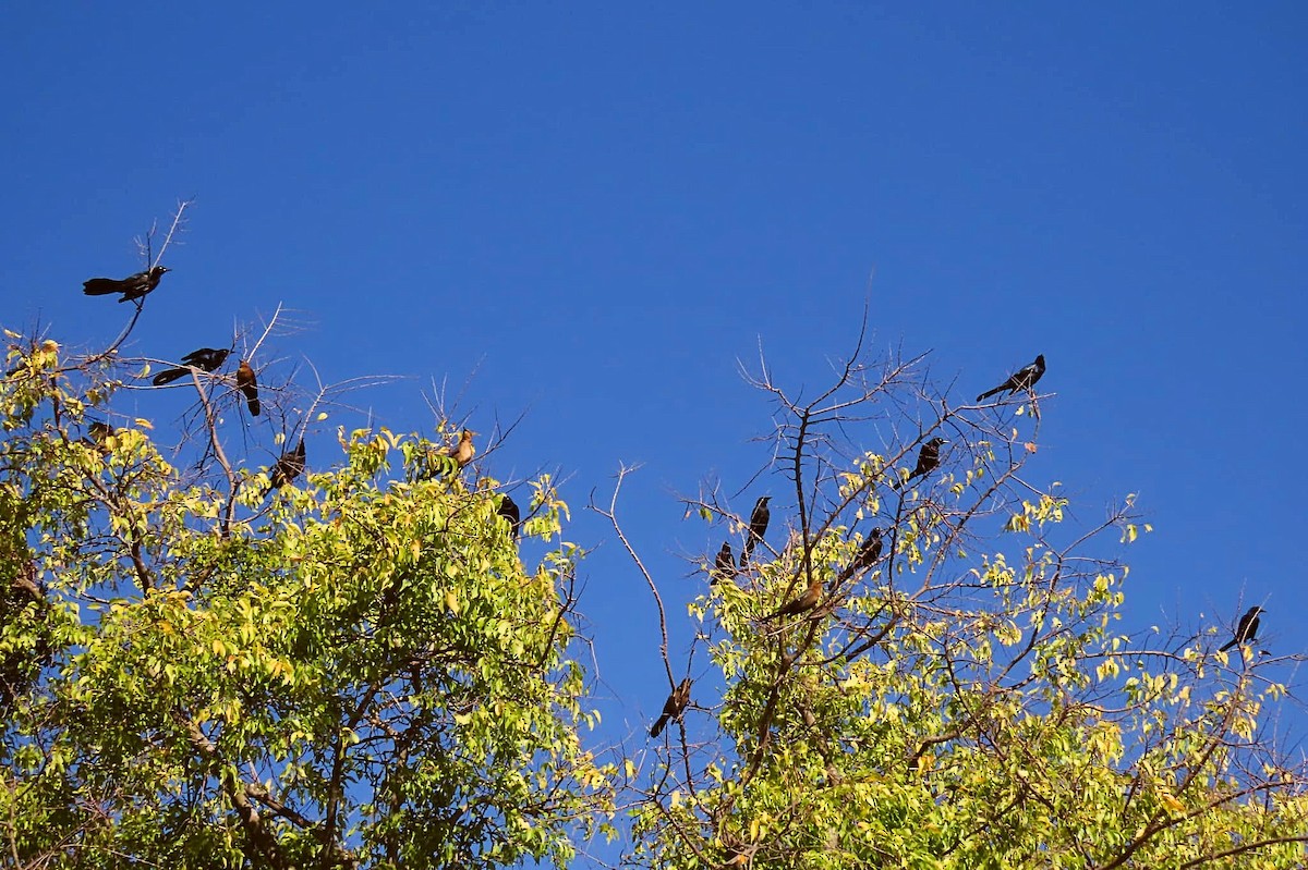 grackle sp. - Janet Pastore