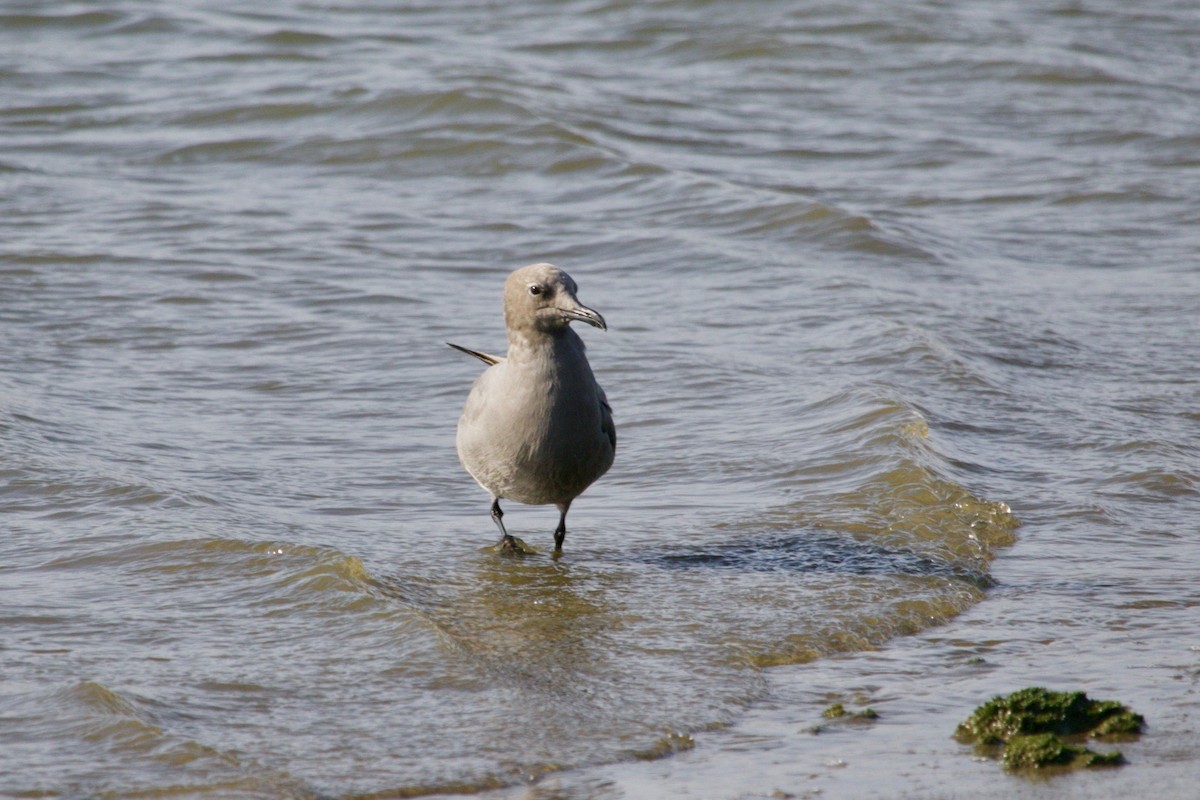 Gray Gull - ML500595991