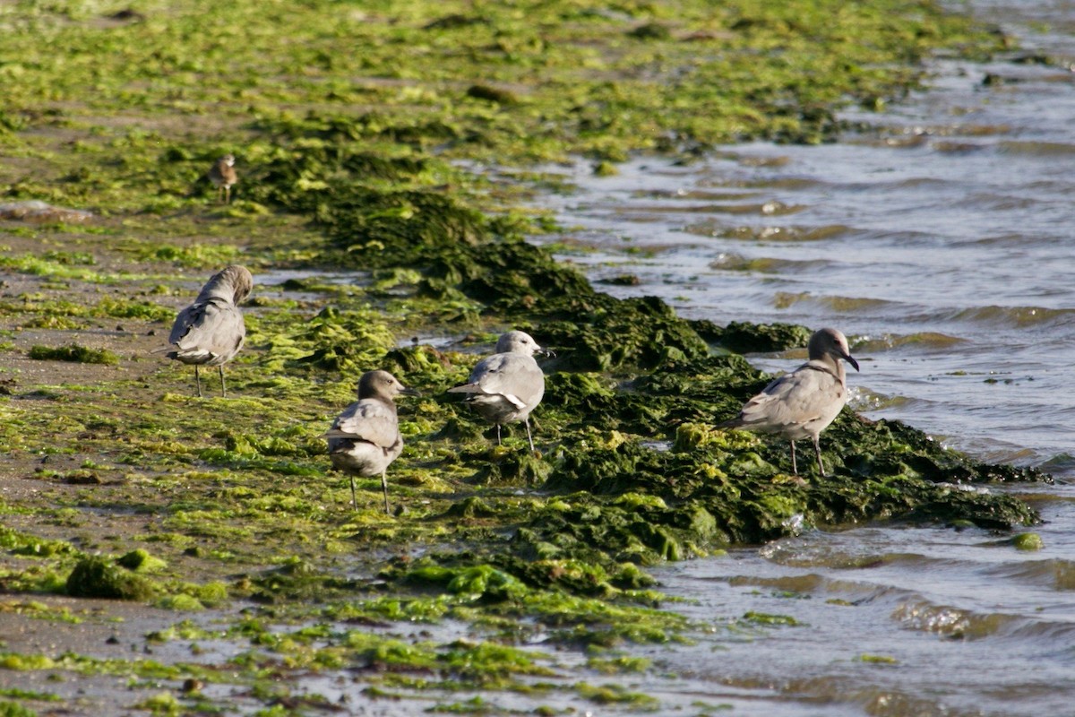 Gray Gull - ML500596001