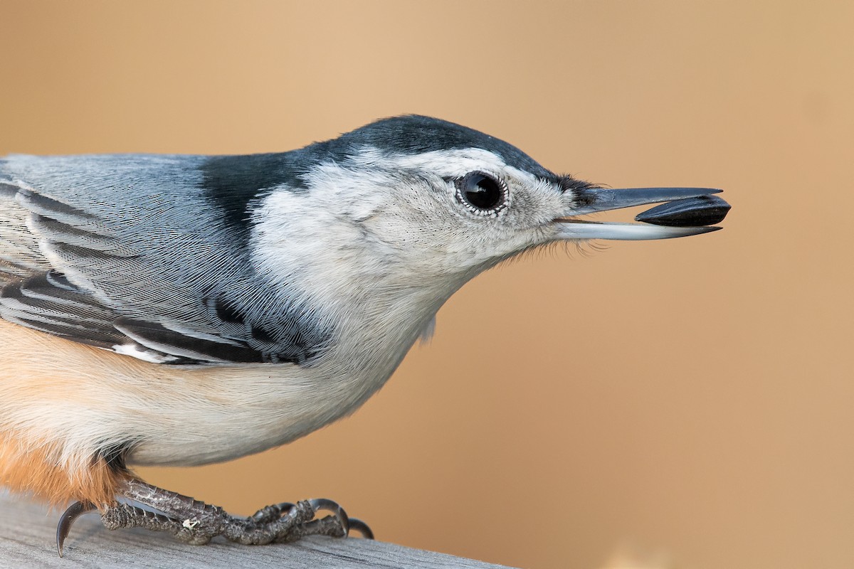 White-breasted Nuthatch - ML500596501