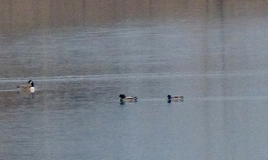 Red-breasted Merganser - ML500598441