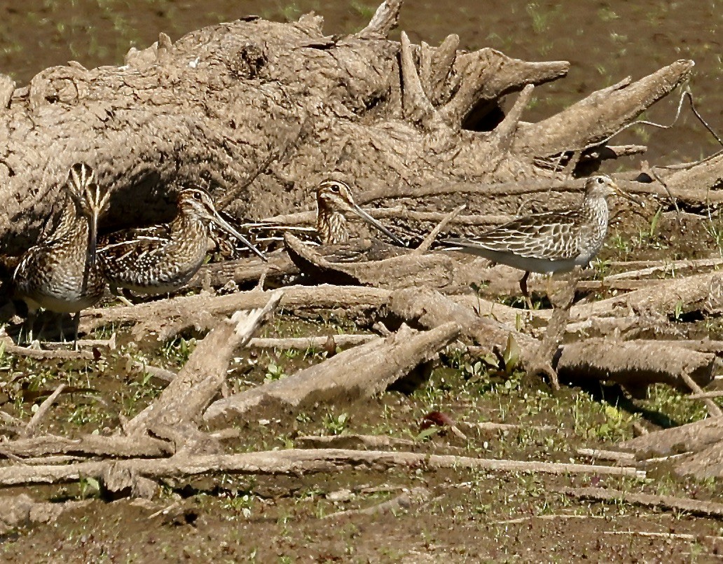 Wilson's Snipe - ML500598661