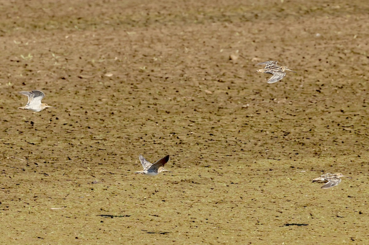 Wilson's Snipe - ML500598671