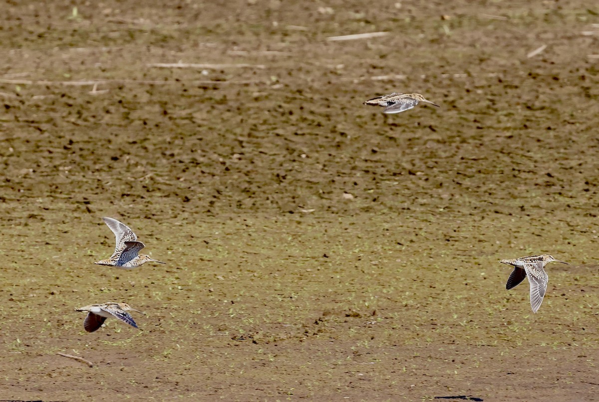 Wilson's Snipe - ML500598681