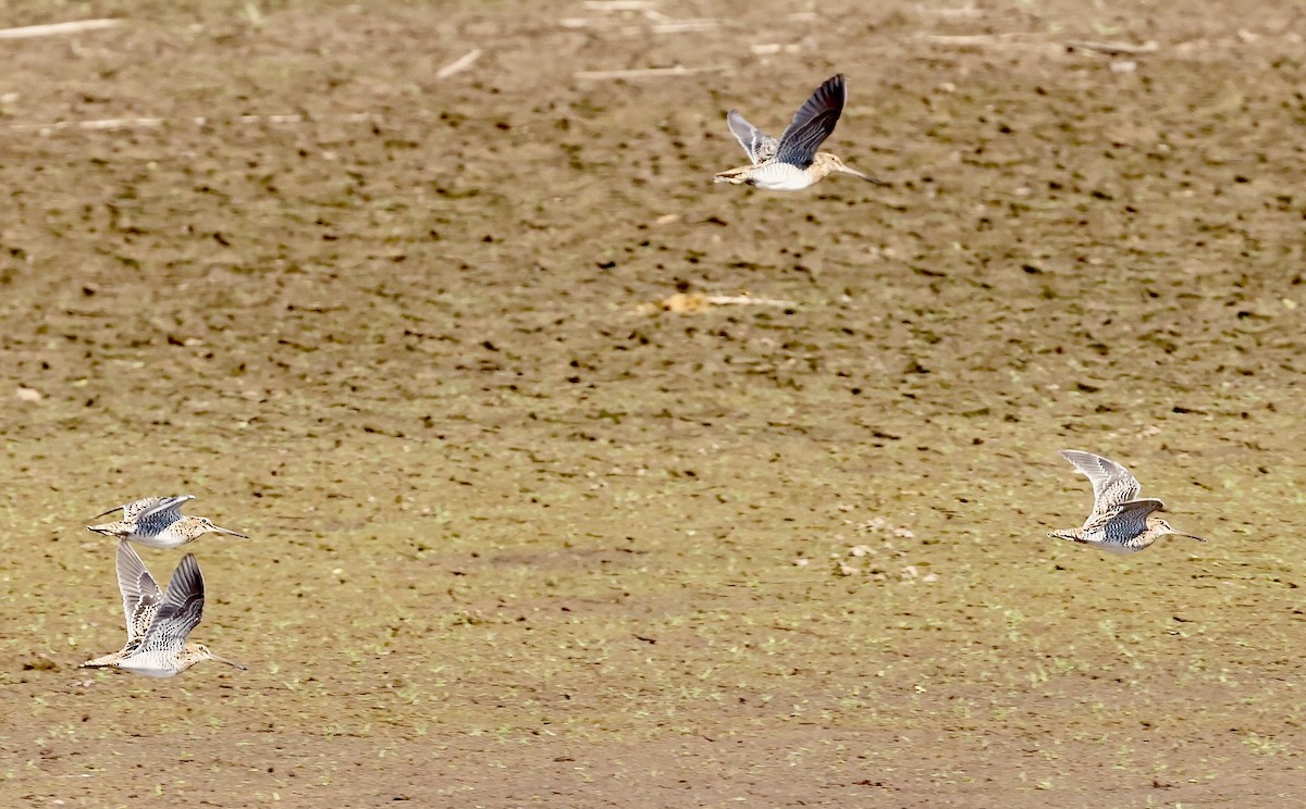 Wilson's Snipe - ML500598691