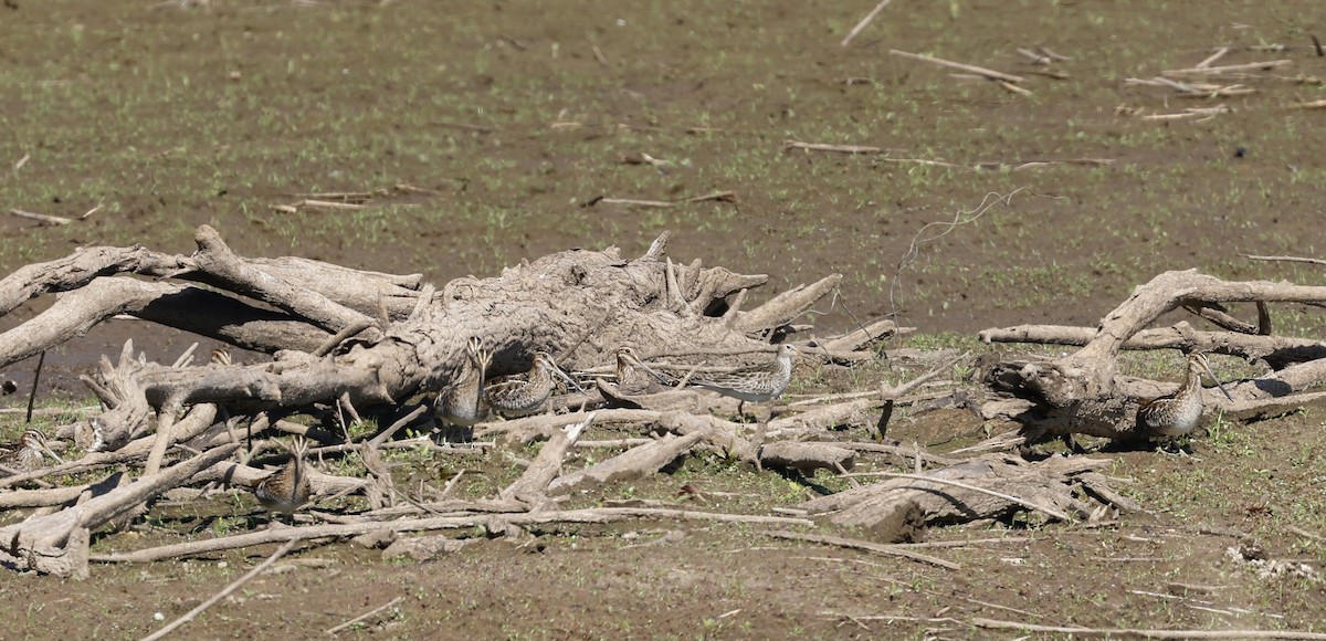 Wilson's Snipe - ML500598701