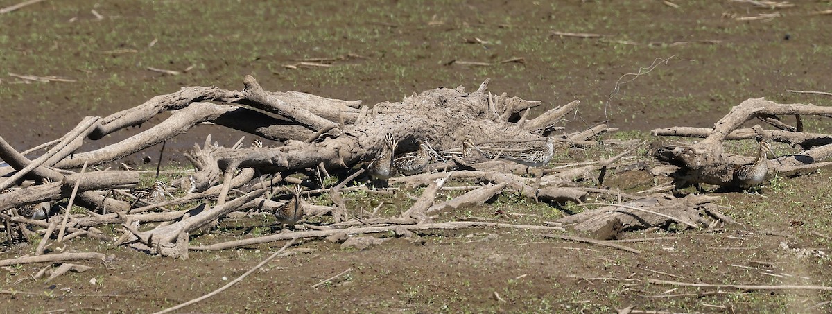 Wilson's Snipe - ML500598711