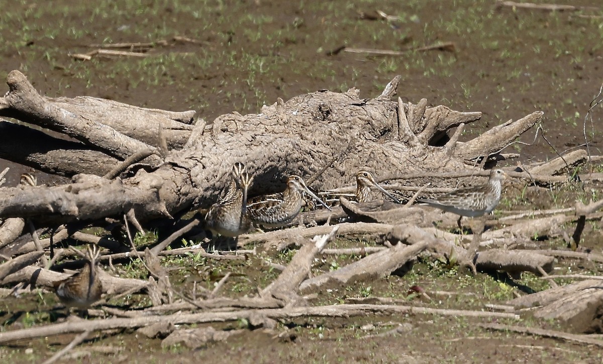 Wilson's Snipe - ML500598721