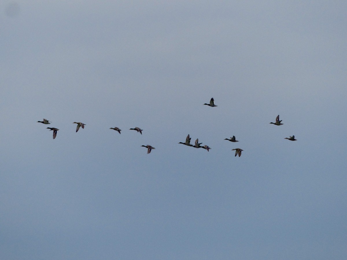 Mallard - ML500598831