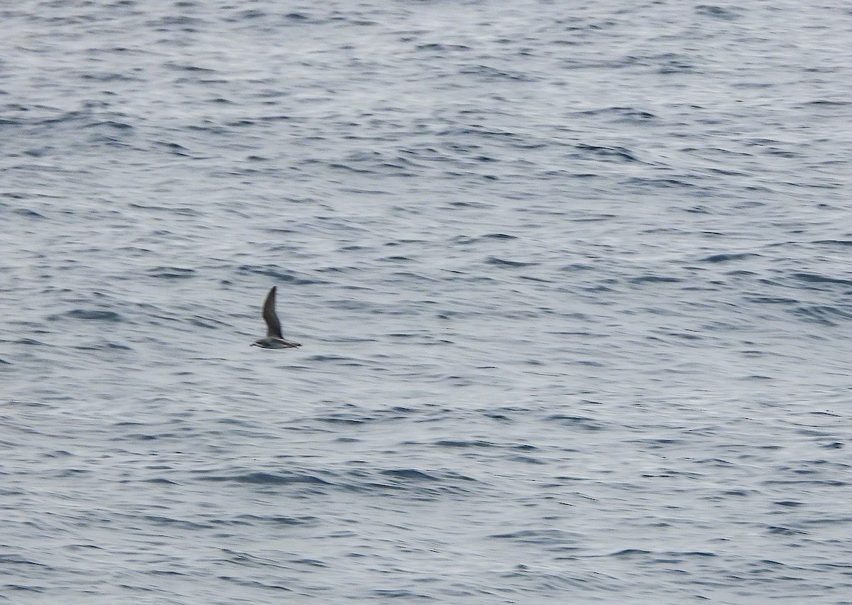 Cook's Petrel - ML500599891