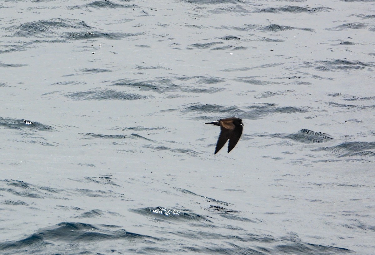 Townsend's Storm-Petrel - Pam Rasmussen