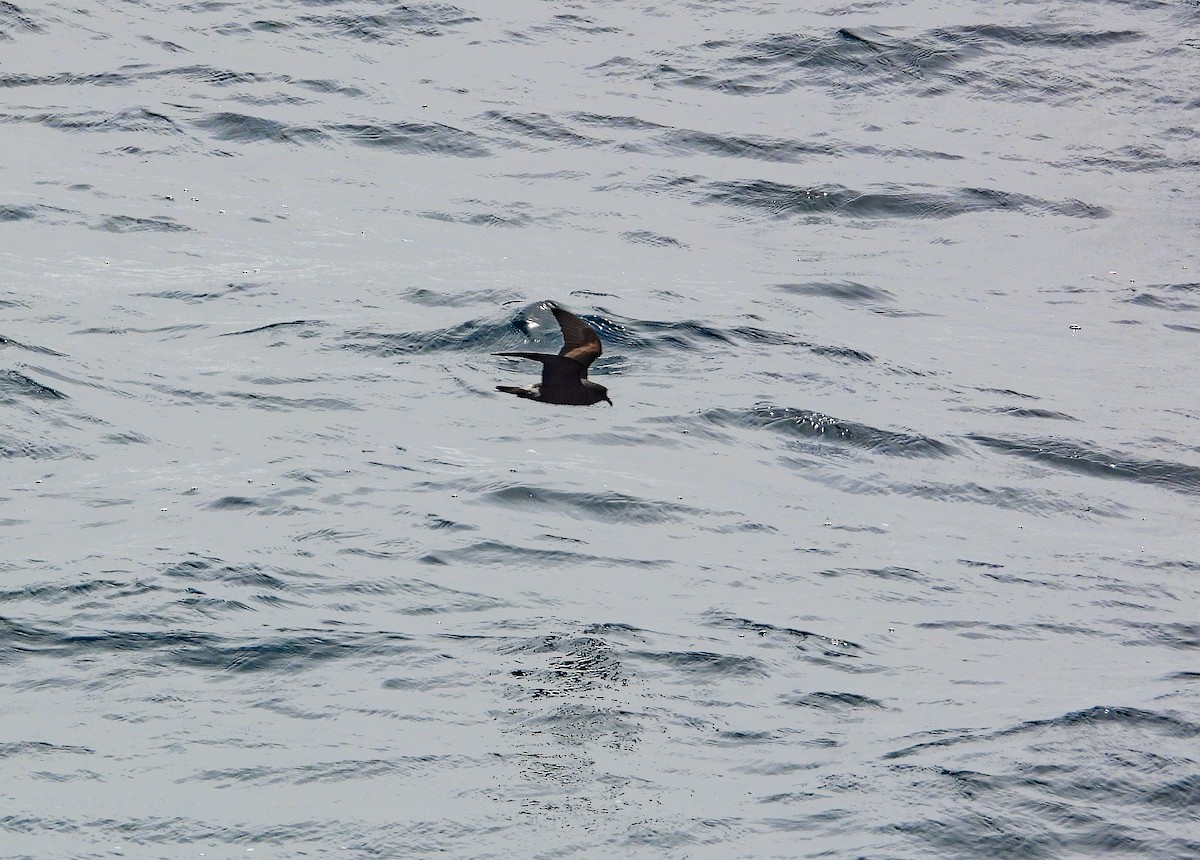 Townsend's Storm-Petrel - Pam Rasmussen