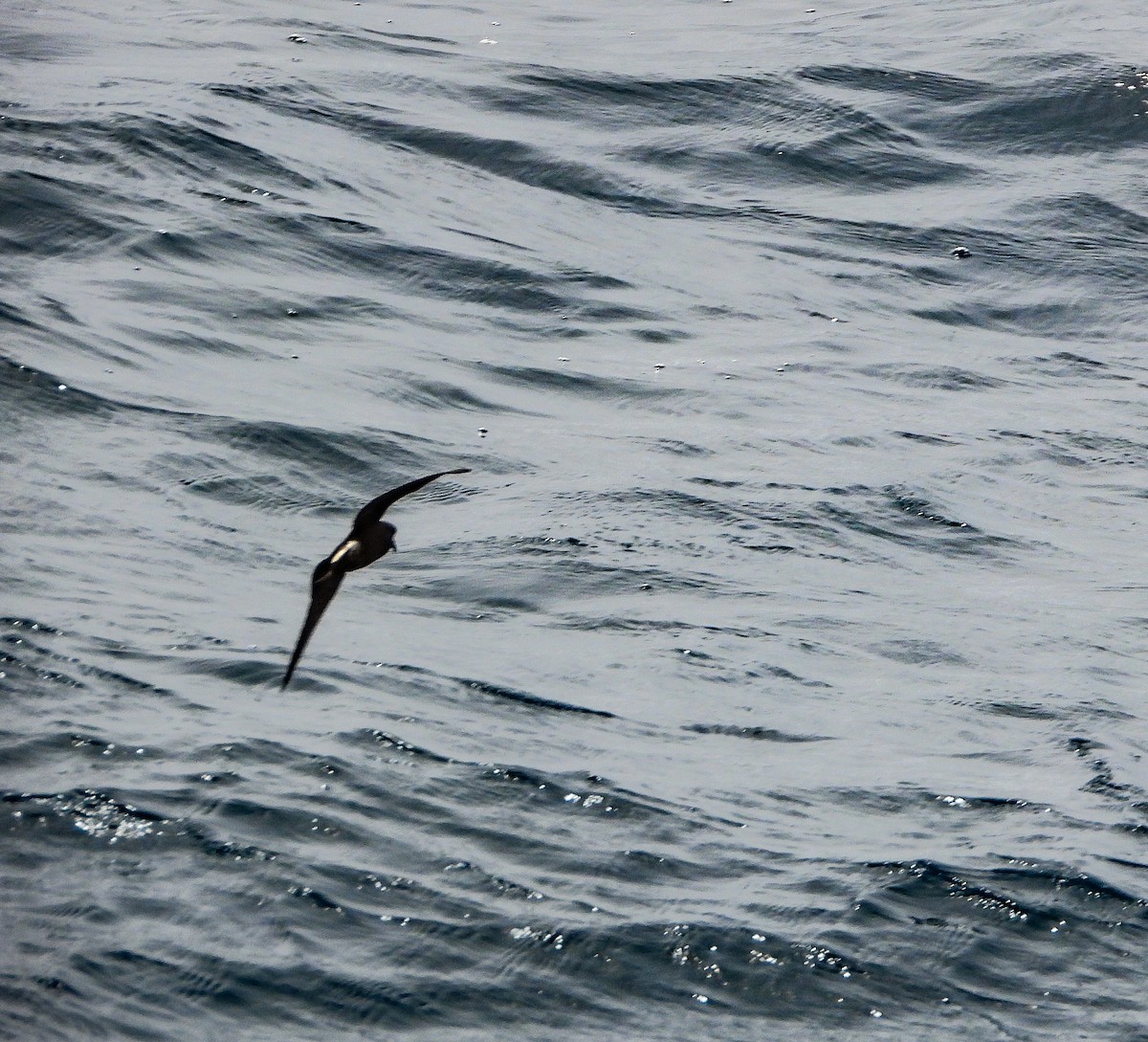 Townsend's Storm-Petrel - Pam Rasmussen