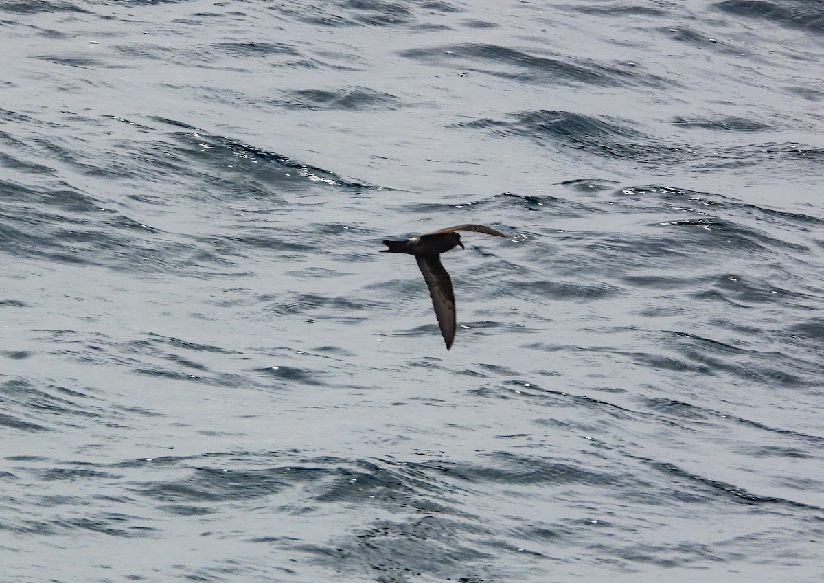 Townsend's Storm-Petrel - ML500600131