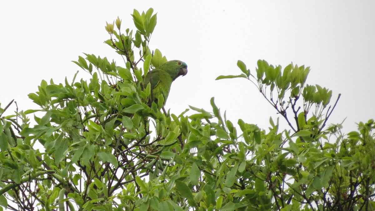 Turquoise-fronted Parrot - ML500600401