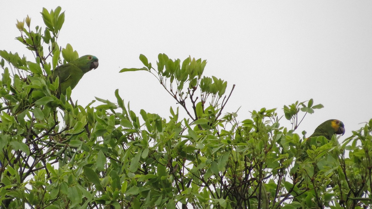 Turquoise-fronted Parrot - ML500600411
