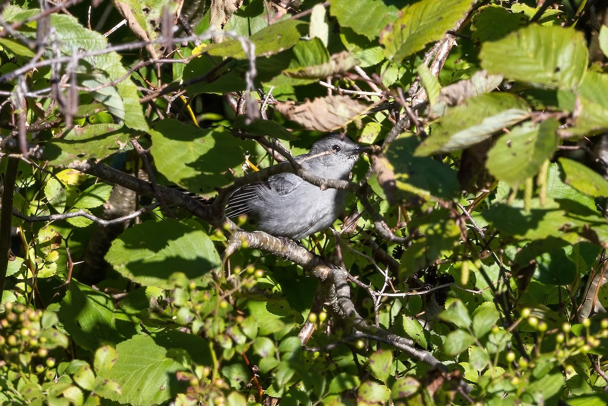 Katzenspottdrossel - ML500600491