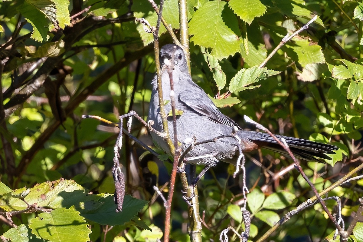 Katzenspottdrossel - ML500600501